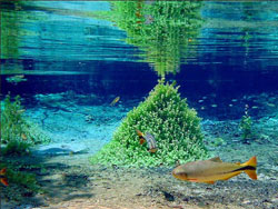 aquario de peixes natural na natureza de bonito ms