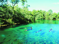 nadar e mergulhar no pantanal atraves da melhor agencia de turismo do mato grosso do sul