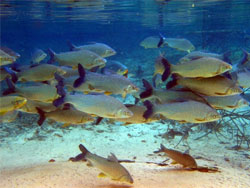 um dos melhores lugares de ferias no brasil da pra ver os peixes nas aguas transparentes