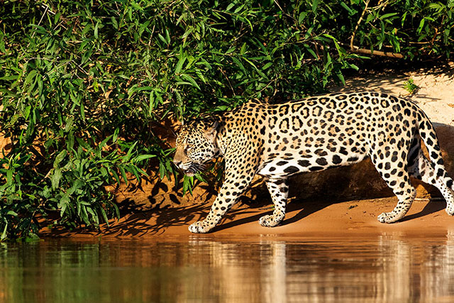 Como ir de Nazaré de Mocajuba para o Pantanal